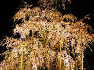 Sakura Spectacular: Exploring Japan's Cherry Blossom Wonderland