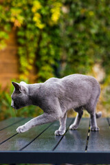 Beautiful domestic gray or blue British short hair cat with blue green eyes on a wooden background