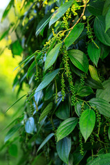 Black pepper fruits grow on tree in garden