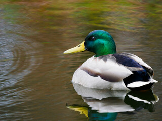 mallard swimming on the water