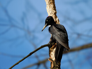 great black woodpecker sitting on a tree trunk