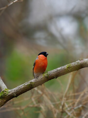 Fototapeta premium Eurasian Bullfinch sitting on a tree branch in the forest
