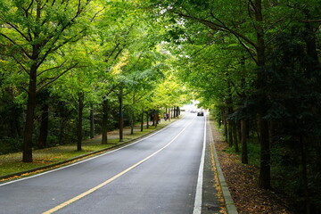 Fototapeta premium 제주대학교 단풍