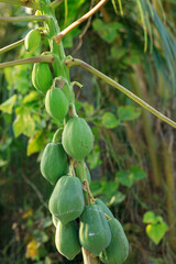 Papaya fruits growing on tree