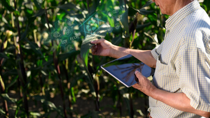 Farmer examining leaves of corn crops and using digital tablet for agricultural analysis. Smart farming concept