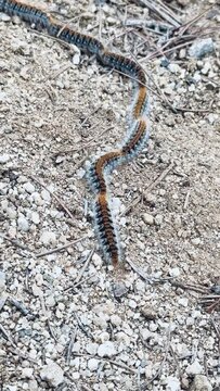 V&iacute;deo de orugas peludas caminando por un camino de tierra en fila india. Procesionaria del pino (Thaumetopoea pityocampa).