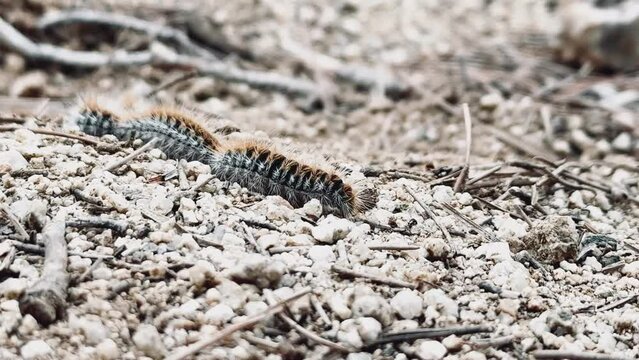 V&iacute;deo de orugas peludas caminando por un camino de tierra en fila india. Procesionaria del pino (Thaumetopoea pityocampa).
