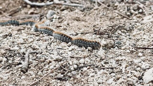 V&iacute;deo de orugas peludas caminando por un camino de tierra en fila india. Procesionaria del pino (Thaumetopoea pityocampa).