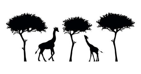 giraffes and trees vector silhouette