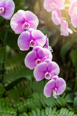 Beautiful purple orchid with morning light, vertical style, outdoor day light, spring season, tropical garden