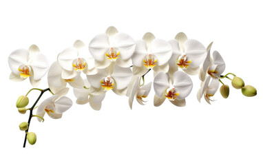 Orchid Flowers in White, Exuding Purity and Floral Sophistication on a White or Clear Surface PNG Transparent Background.