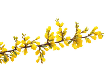 Gardens with Yellow Bush Flowers for a Bright Outdoor Oasis on a White or Clear Surface PNG Transparent Background.