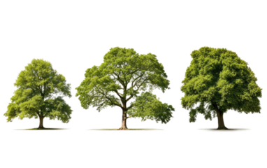 Enhancing Environmental Narratives with the Breathtaking of Big Trees on a White or Clear Surface PNG Transparent Background.
