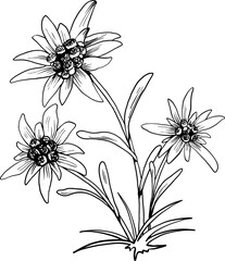 Black and white outline vector drawing of edelweiss flower isolated