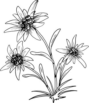 Black and white outline vector drawing of edelweiss flower isolated