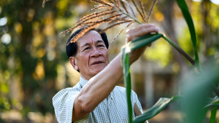 Male farmer holding clipboard and checking quality of leaves in the corn field. Agribusiness concept