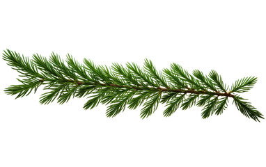 Refreshing Green Fir Branches Swaying Gently in the Balsamic Air on a White or Clear Surface PNG Transparent Background.