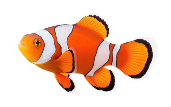 A Clown Fish, Adding Vibrant Hues to the Underwater Coral Carnival on a White or Clear Surface PNG Transparent Background.