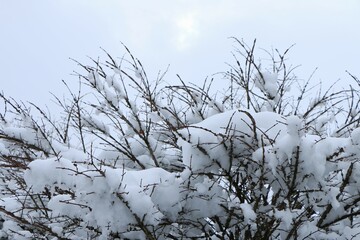Fototapeta na wymiar 花が咲いたように雪のついた木の枝