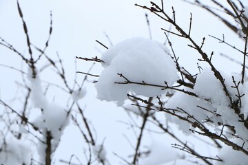 花が咲いたように雪のついた木の枝