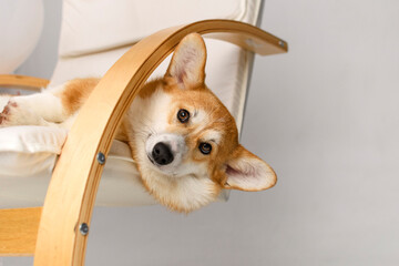 a cute corgi lying upside down on a chair.
