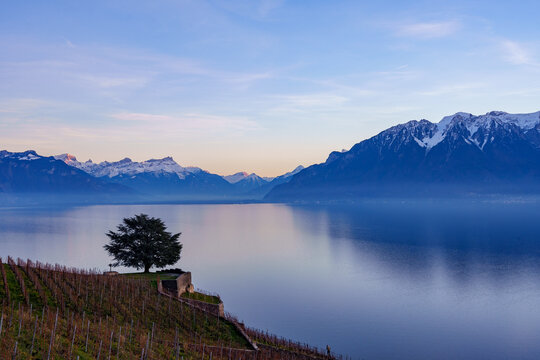Le lavaux et le lac L&eacute;man 
