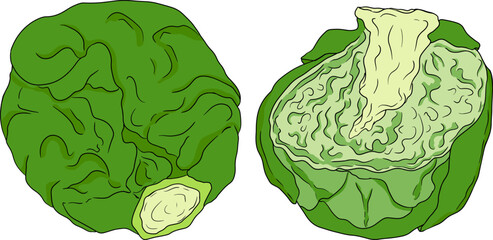 Colored Hand drawn brussels sprouts on white background. Vector vegetables illustration brussels cabbage 