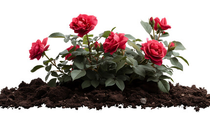 A red rose plant with soil isolated on white background png image