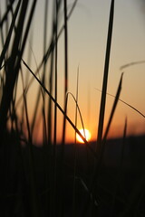 sunset in the grass