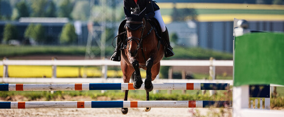 Horse close-up show jumping competition. - obrazy, fototapety, plakaty