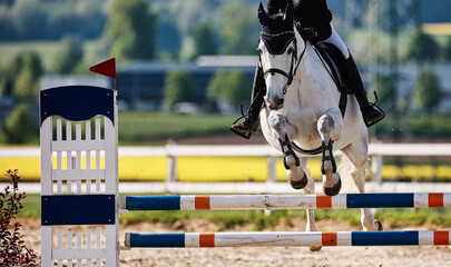 Horse close-up show jumping competition.