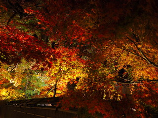 Crimson Nights: Exploring Japan's Nighttime Momiji Beauty