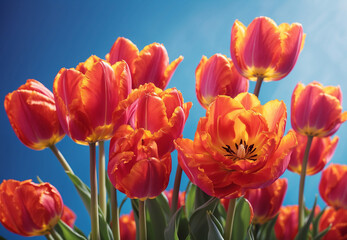 Tulips on the background of the sky