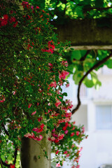 Pink flowers bushy bushy bushy bushy bushy bushy spring everything blooms in the garden everything lives