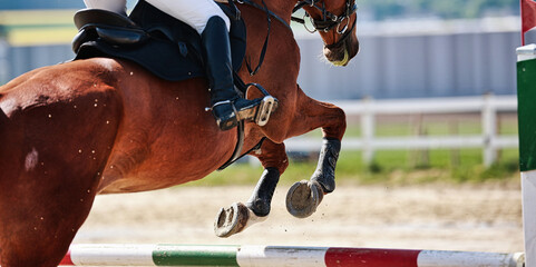 Horse close-up show jumping competition.