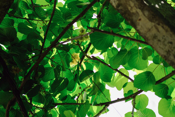 Flowering Kiwi green leaves braiding all kiwi blooms with yellow flowers