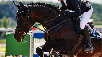 Horse close-up show jumping competition.