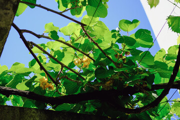 Flowering Kiwi green leaves braiding all kiwi blooms with yellow flowers