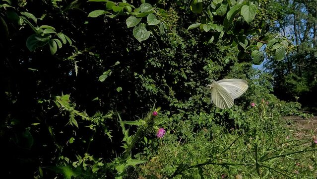 Pieris rapae involo tra i rami