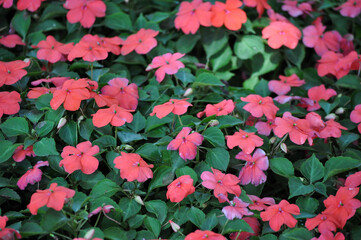 A bed of red flowers with green leaves