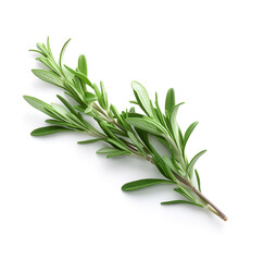 Twig of rosemary herbs on white backgrounds