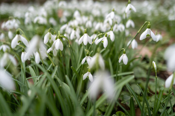 perce neige fleur