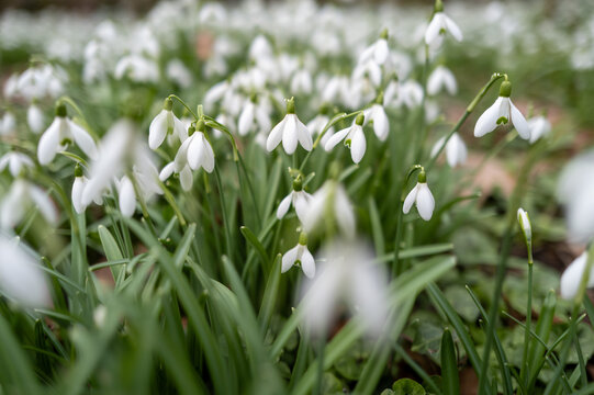 perce neige fleur