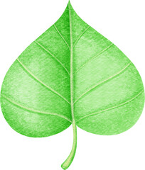 Bodhi leaf