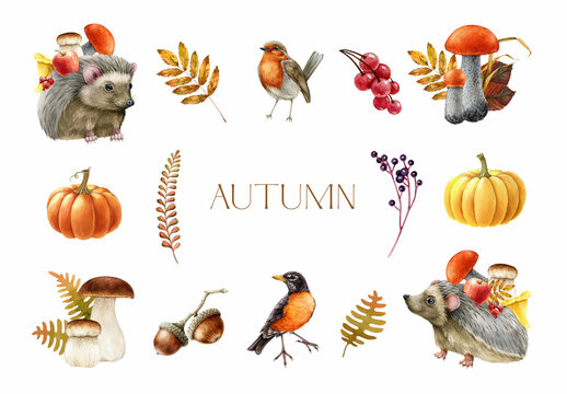 Autumn season decoration set. Watercolor painted illustration. Hedgehog, backyard birds, forest mushrooms, berries, fallen leaves. Fall season forest element set. Autumn cozy decor in warm colors