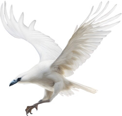 Obraz premium Crow, Close-up colored-pencil sketch of a crow 