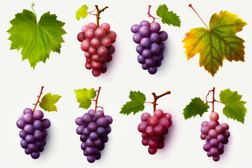 Bunch of grapes with leaves on them are shown in row.