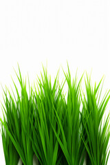 Obraz premium Close up of grass plant in the background.