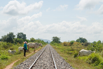 Travers&eacute;e du vache sur les voies du Bamboo Train, pr&egrave;s de Battambang, au cambdoge