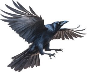 Obraz premium Crow, Close-up colored-pencil sketch of a crow 